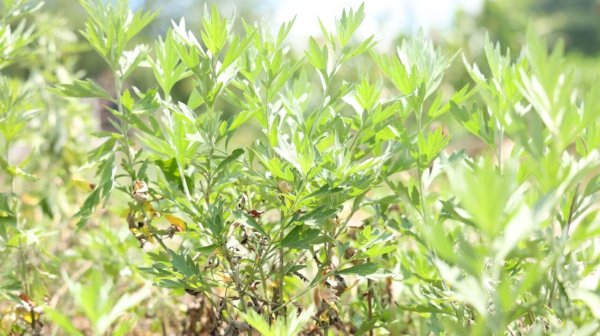 沈阳配资开户 晚睡前，坚持使用艾叶水泡脚，能够帮助去脚臭、去脚气、暖宫抗寒